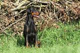 DOBERMANN 040